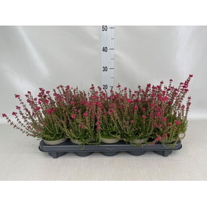Erica cinerea 'C.D. Eason'