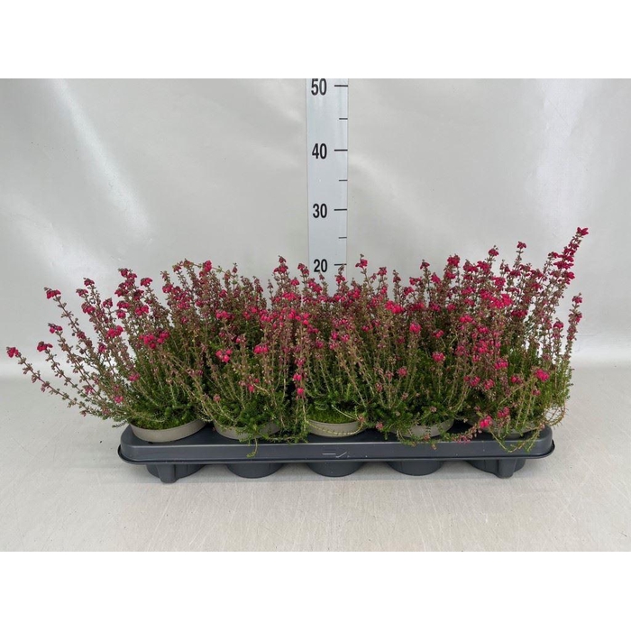<h4>Erica cinerea 'C.D. Eason'</h4>