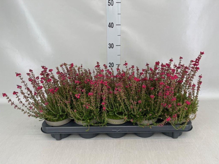 Erica cinerea 'C.D. Eason'