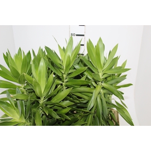 FOLHAGEM DRACENA PLEOMELE VERDE