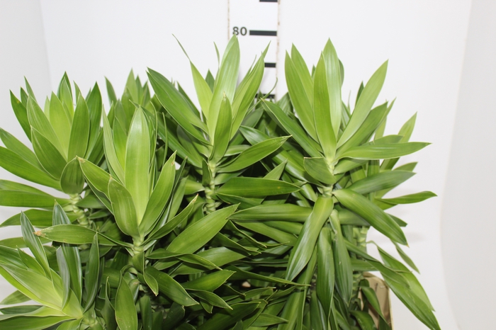 <h4>FOLHAGEM DRACENA PLEOMELE VERDE</h4>
