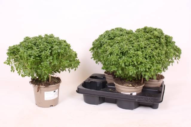 <h4>OCIMUM BASILICUM</h4>