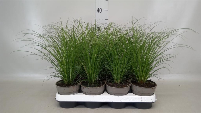 <h4>Carex brunnea</h4>