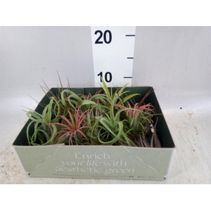 Tillandsia