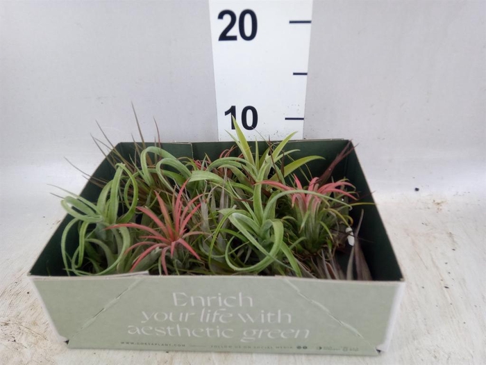 <h4>Tillandsia</h4>