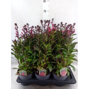 Lobelia speciosa 'Fan Burgundy'