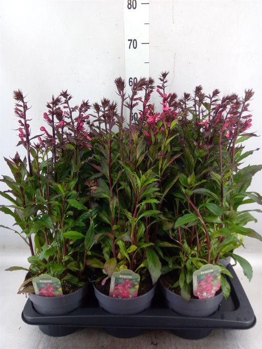 <h4>Lobelia speciosa 'Fan Burgundy'</h4>