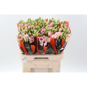 Eus G Lisanne L Pink