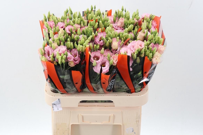 <h4>Eus G Lisanne L Pink</h4>