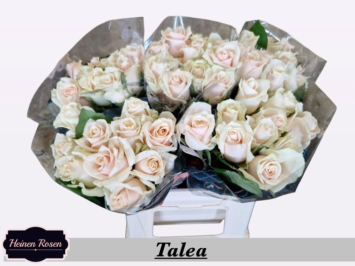 <h4>R GR TALEA+</h4>