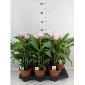 Curcuma alism. 'Siam Sweet'