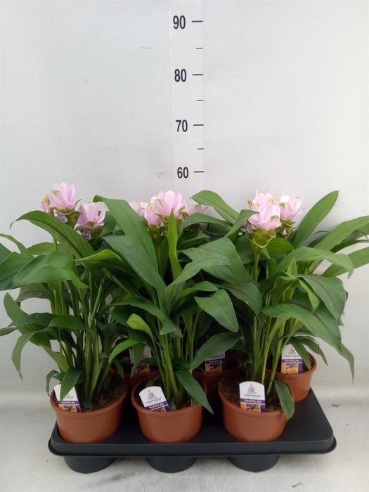 <h4>Curcuma alism. 'Siam Sweet'</h4>