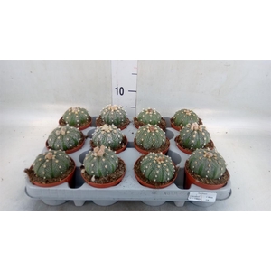 Cactus   ...