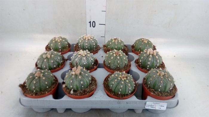 <h4>Cactus   ...</h4>