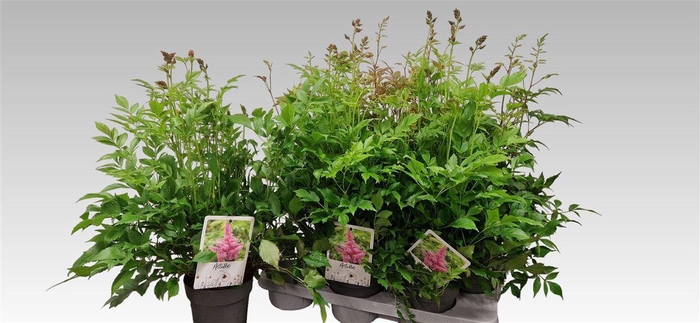 arr8 Astilb Gem 2 Kl Red & White