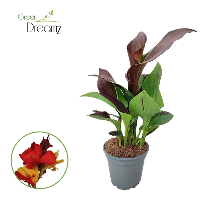 <h4>Canna  'Cleopatra'</h4>