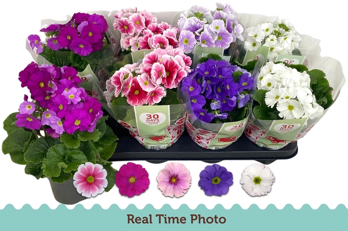 <h4>PRIM OB TM GEM</h4>