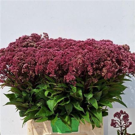 <h4>Eupat Purpureum</h4>