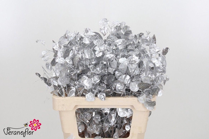 <h4>SNIJBL OV KLB H% BS</h4>