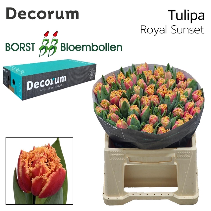 <h4>TU FR Royal Sunset</h4>