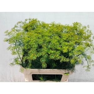 ANET GRAVEOLENS