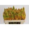 Kniphofia Eycone Peach