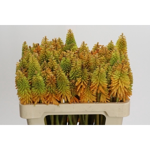Kniphofia Eycone Peach