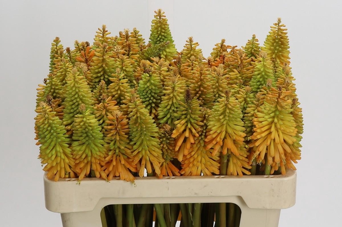 <h4>Kniphofia Eycone Peach</h4>