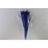 Dried Rice Grass Dark Blue Bunch Slv