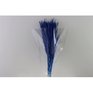 Dried Rice Grass Dark Blue Bunch Slv