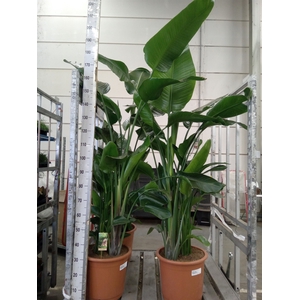 Strelitzia nicolai