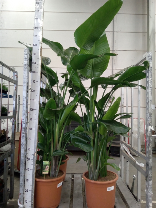 <h4>Strelitzia nicolai</h4>