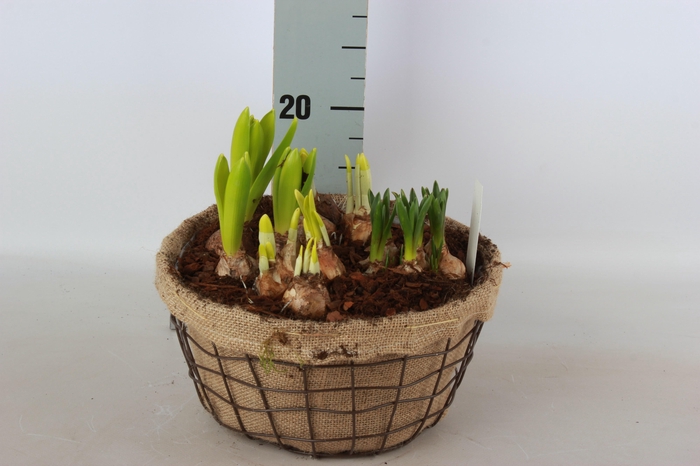 <h4>ARR BOL KNOLGEWAS</h4>