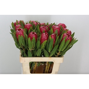 Protea Brenda
