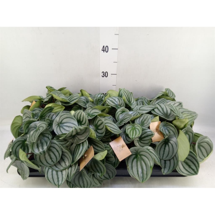 <h4>Peperomia argyreia</h4>