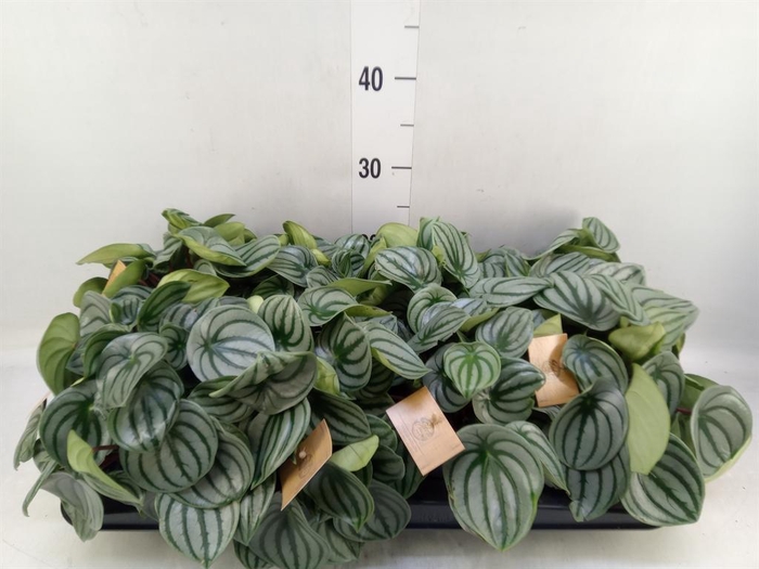 Peperomia argyreia