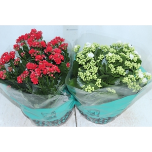 KALANCHOE DOBRADO C21