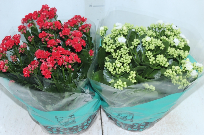 <h4>KALANCHOE DOBRADO C21</h4>