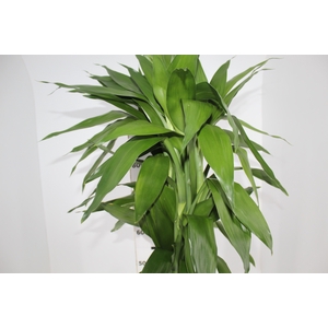 FOLHAGEM DRACENA SANDERIANA 080 CM VERDE
