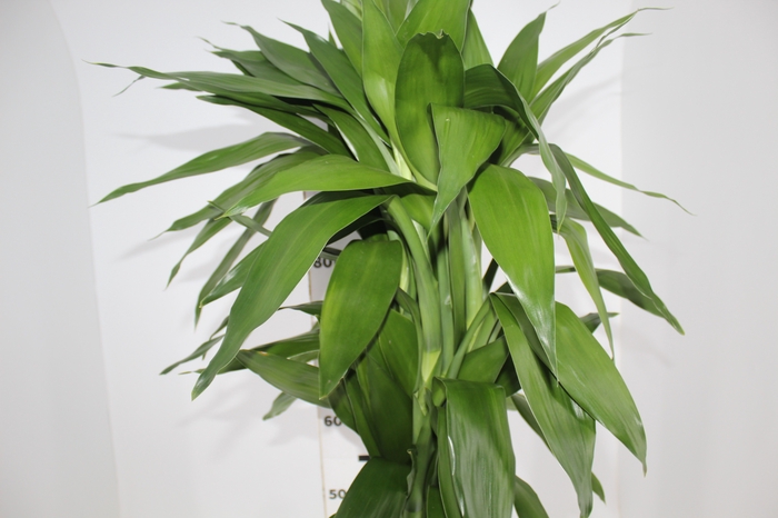 <h4>FOLHAGEM DRACENA SANDERIANA 080 CM VERDE</h4>