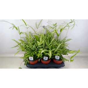 Pteris cretica 'Albolineata'