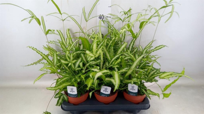 <h4>Pteris cretica 'Albolineata'</h4>