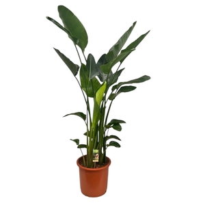 Strelitzia nicolai