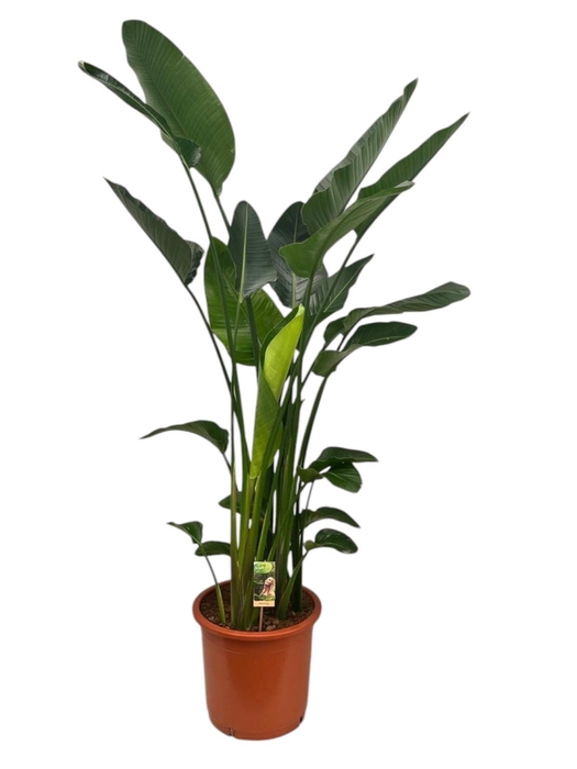 <h4>Strelitzia nicolai</h4>