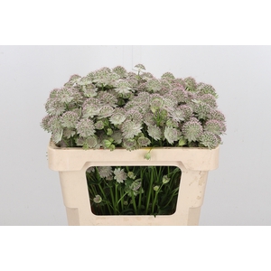 Astrantia Rosa Lee