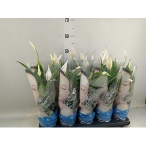 Spathiphyllum  'Alana'