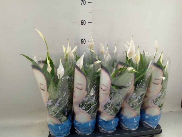 <h4>Spathiphyllum  'Alana'</h4>