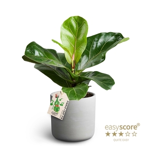 FICUS LYRATA P12 RAW GREY