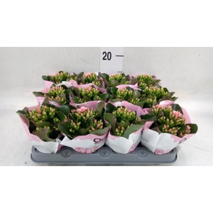 Kalanchoe  'Else Flowers Oakley'