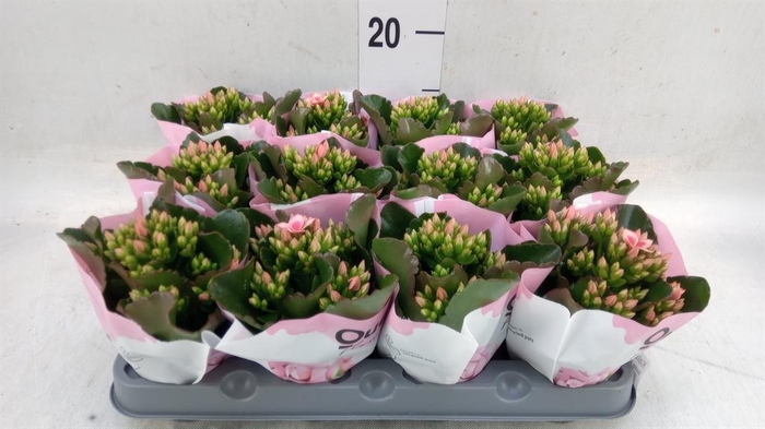 <h4>Kalanchoe  'Else Flowers Oakley'</h4>
